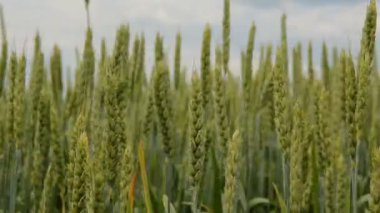 Yeşil buğday tarlası