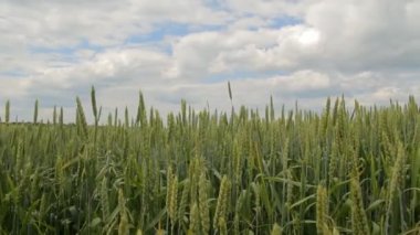 Yeşil buğday tarlası