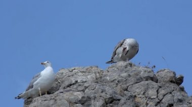 Kuş Seagull Rock on