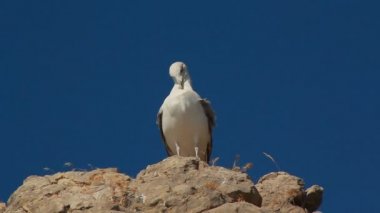 Kuş Seagull Rock on