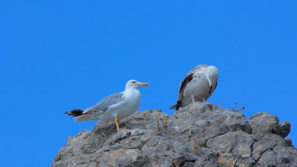 Pájaro gaviota en roca — Vídeo de stock