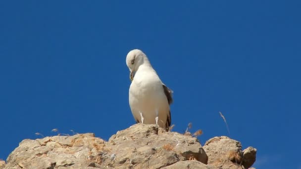 Vogel meeuw op rots — Stockvideo