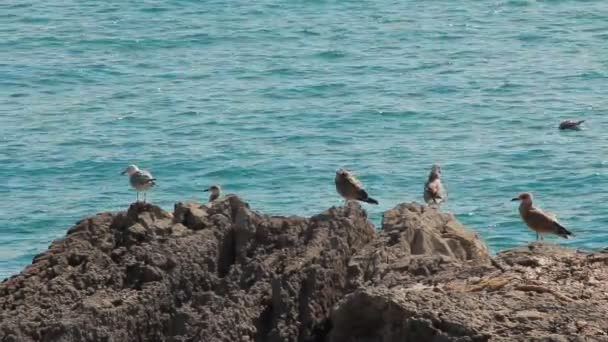 岩の上の鳥カモメ — ストック動画