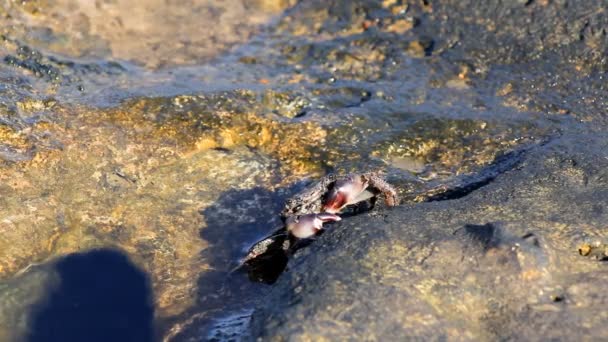 海滩上的螃蟹 — 图库视频影像