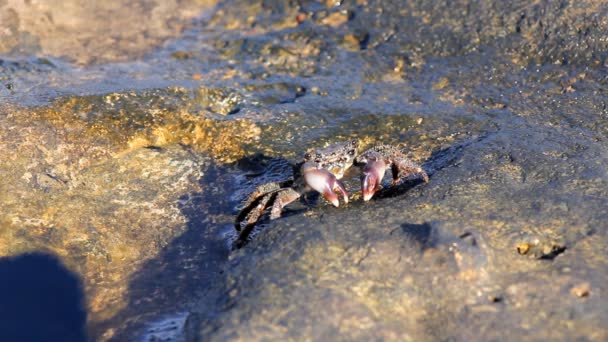 Krabben op het strand — Stockvideo