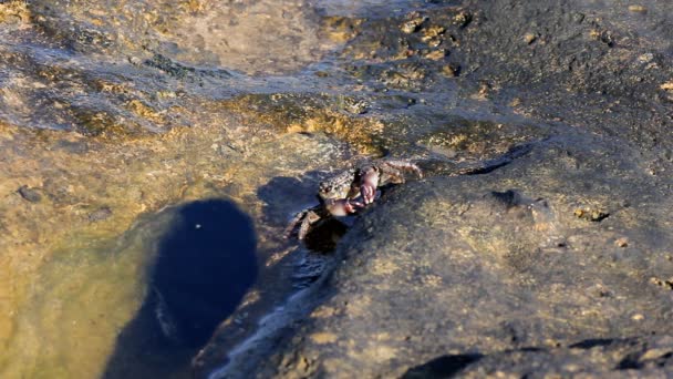 Granchi sulla spiaggia — Video Stock