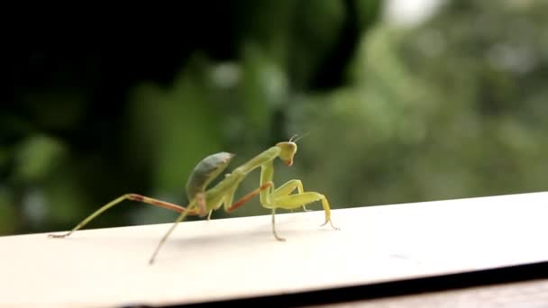 Insect Praying Mantis — Stock Video