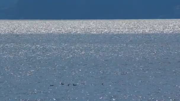 静かな夏の海 — ストック動画
