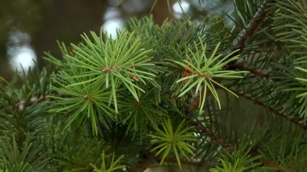 De scheuten van Pine Tree — Stockvideo