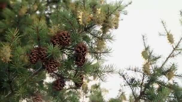 De scheuten van Pine Tree — Stockvideo