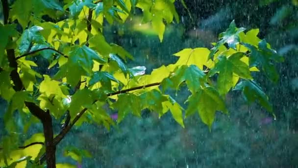 Regn på de gröna bladen — Stockvideo