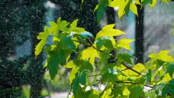 Дождь на зеленых листьях — стоковое видео