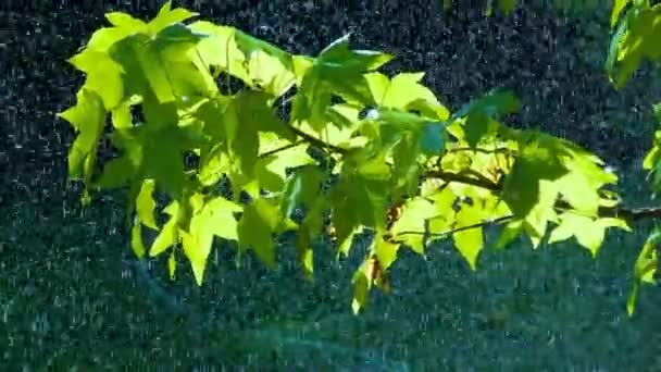 Regn på de gröna bladen — Stockvideo