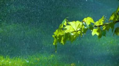 Yeşil yaprakların üzerine yağmur yağıyor.