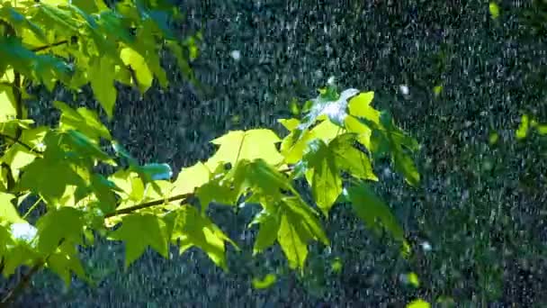 Lluvia sobre las hojas verdes — Vídeo de stock