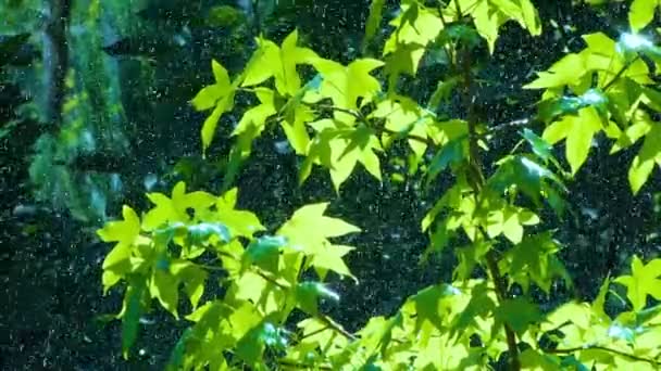 Βροχή στα πράσινα φύλλα — Αρχείο Βίντεο