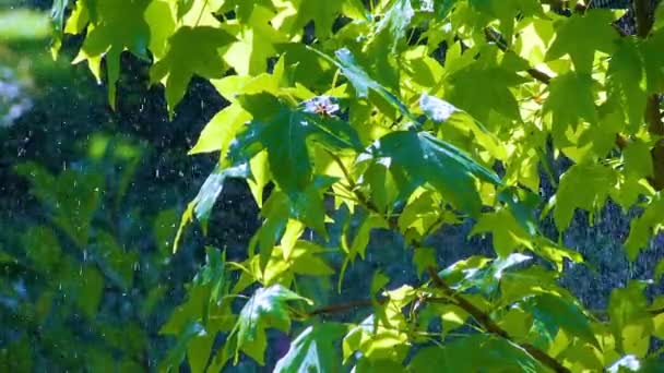 Βροχή στα πράσινα φύλλα — Αρχείο Βίντεο