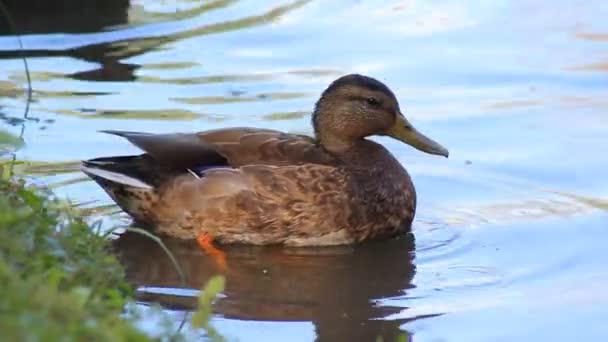 Pato selvagem nada na lagoa — Vídeo de Stock