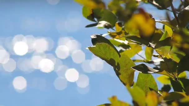 这棵树上背景散景的叶子 — 图库视频影像