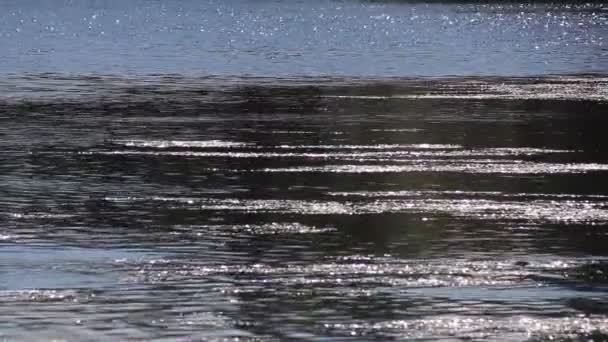 Wasser im Teich glitzert in der Sonne — Stockvideo