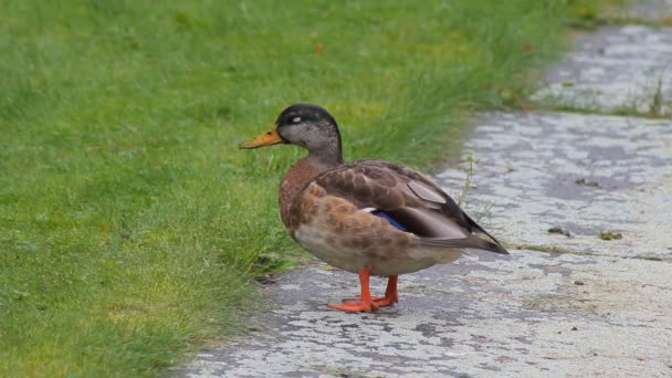 Wildenten-Sitzen — Stockvideo