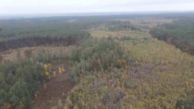 Parlak renkli ağaçlarla sonbahar ormanının üzerinde uçuyor.