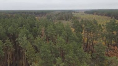 Parlak renkli ağaçlarla sonbahar ormanının üzerinde uçuyor.