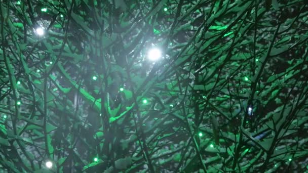 Noci Zasněžené Stromy Stromy Pokryté Sněhem Noci Elektrickými Lampami Foukání — Stock video