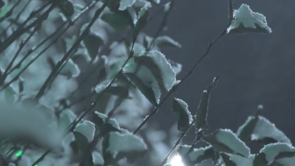 Arbres Couverts Neige Nuit Arbres Couverts Neige Nuit Avec Des — Video