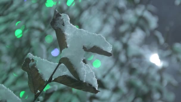 Nocą Pokryte Śniegiem Drzewa Drzewa Pokryte Śniegiem Nocy Lampami Elektrycznymi — Wideo stockowe