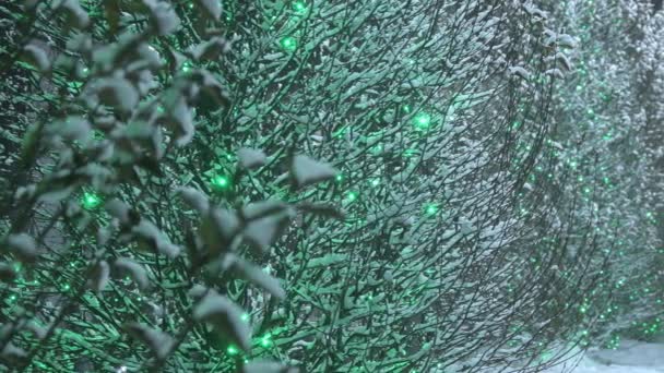 Arbres Couverts Neige Nuit Arbres Couverts Neige Nuit Avec Des — Video