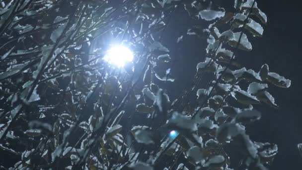 Noci Zasněžené Stromy Stromy Pokryté Sněhem Noci Elektrickými Lampami Foukání — Stock video