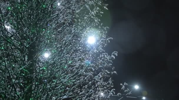 Alberi Innevati Notte Alberi Coperti Neve Notte Con Lampade Elettriche — Video Stock