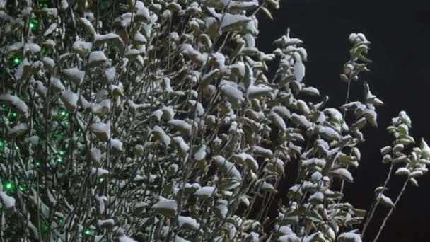 Alberi Innevati Notte Alberi Coperti Neve Notte Con Lampade Elettriche — Video Stock