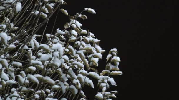 Arbres Couverts Neige Nuit Arbres Couverts Neige Nuit Avec Des — Video