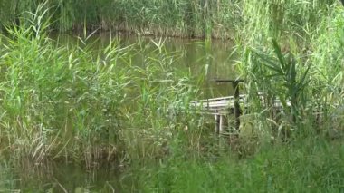 Sazlıklarla dolu çimenli göl kıyısının güzel manzarası. Yaz mevsiminin rüzgarlı bir gününde su deposu yüzeyi sallanıyor. Göl kenarındaki kırsal çevre manzarası.