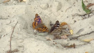 İki kelebek kumlu bir yüzeye yakın otururlar, kumların üzerinde dinlenirler ve aniden uçup gitmeden önce gövdeleriyle zeminin dibindeki nemi emerler..