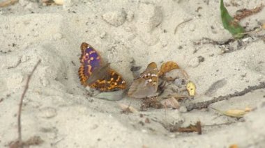 İki kelebek kumlu bir yüzeye yakın otururlar, kumların üzerinde dinlenirler ve aniden uçup gitmeden önce gövdeleriyle zeminin dibindeki nemi emerler..