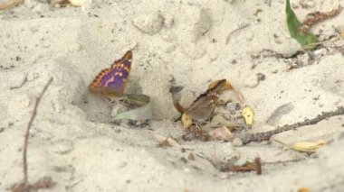 İki kelebek kumlu bir yüzeye yakın otururlar, kumların üzerinde dinlenirler ve aniden uçup gitmeden önce gövdeleriyle zeminin dibindeki nemi emerler..