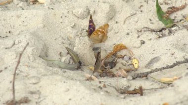 İki kelebek kumlu bir yüzeye yakın otururlar, kumların üzerinde dinlenirler ve aniden uçup gitmeden önce gövdeleriyle zeminin dibindeki nemi emerler..