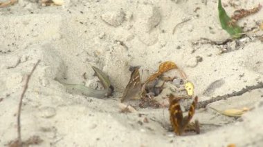 İki kelebek kumlu bir yüzeye yakın otururlar, kumların üzerinde dinlenirler ve aniden uçup gitmeden önce gövdeleriyle zeminin dibindeki nemi emerler..