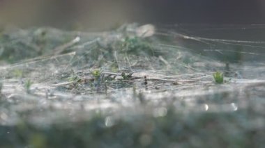 Yeşil bir çalılıkta sabah rüzgarının zayıf rüzgarlarından sarkan kalın bir ağ. Vahşi yaşam