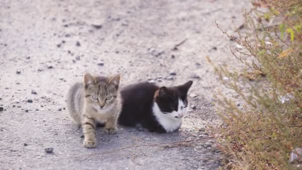 Cats Sitting Road Pets Sitting Road Evening Warm Rays Sun — Stock Video