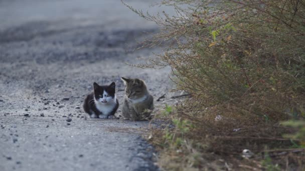 Des Chats Assis Sur Route Animaux Assis Sur Route Soir — Video