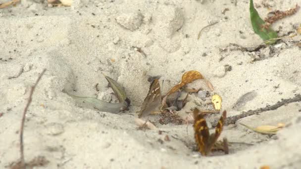 Duas Borboletas Sentam Perto Uma Superfície Arenosa Descansando Areia Sugando — Vídeo de Stock