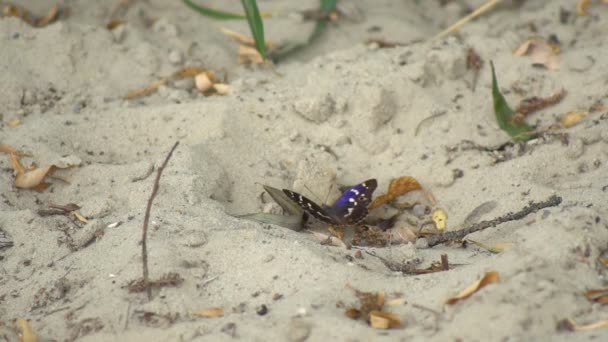 Dva Motýli Sedí Zblízka Písčitém Povrchu Odpočívají Písku Sají Chobotem — Stock video