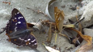 İki kelebek kumlu bir yüzeye yakın otururlar, kumların üzerinde dinlenirler ve aniden uçup gitmeden önce gövdeleriyle zeminin dibindeki nemi emerler..