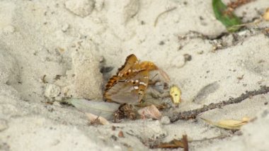 İki kelebek kumlu bir yüzeye yakın otururlar, kumların üzerinde dinlenirler ve aniden uçup gitmeden önce gövdeleriyle zeminin dibindeki nemi emerler..