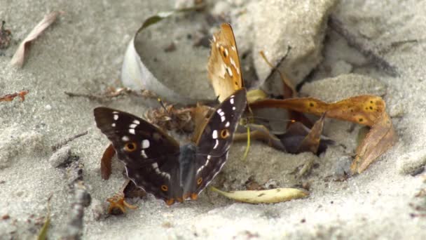 Two Butterflies Sit Close Sandy Surface Resting Sand Sucking Moisture — Stock Video