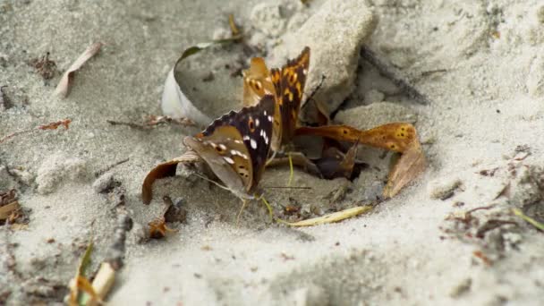 Две Бабочки Сидят Крупным Планом Песчаной Поверхности Отдыхая Песке Сосая — стоковое видео